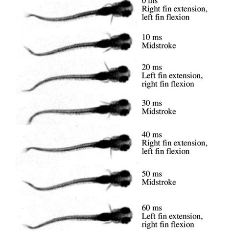 Slow and fast straight swimming of zebrafish larvae demonstrating the ...