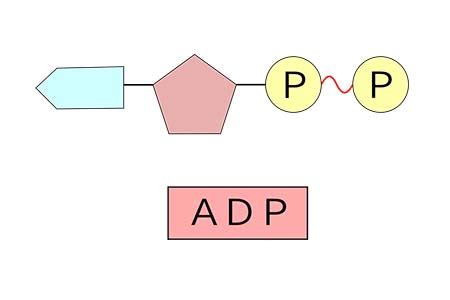 Adp Molecule Labeled