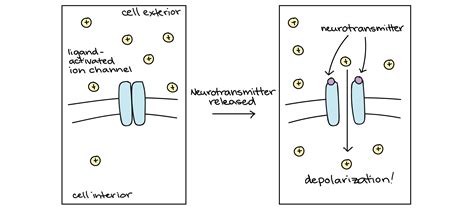 Neurotransmittersandtheirfunctions