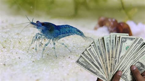 Breeding Shrimp For Profit ! - YouTube