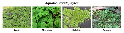 General Characteristics of Pteridophytes Key Points | easybiologyclass