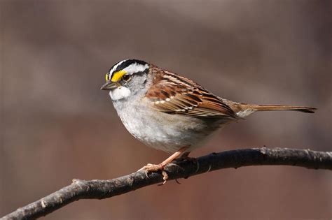 White-throated Sparrow "Zonotrichia albicollis" | Boreal Songbird Initiative