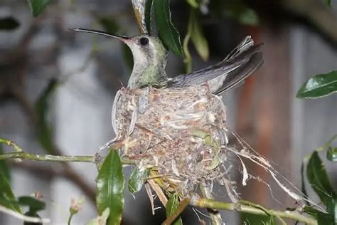 Hummingbird Egg Size Comparison