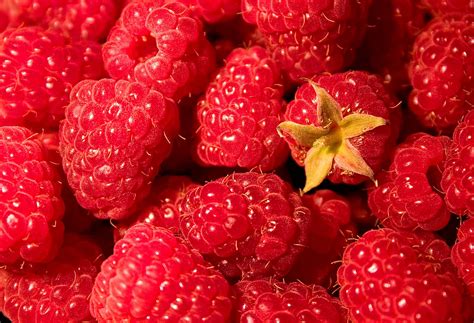 Rubus Berries Production in Australia (2019) - Orchard Tech