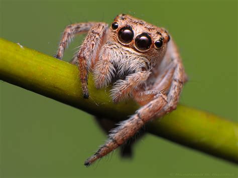 Jumping Spider | Jumping spiders are members of the spider f… | Flickr