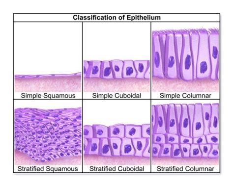 Epithelium — Functions and Types of Epithelial Tissue in 2020 | Human ...