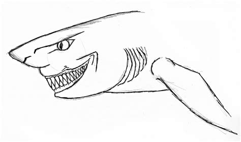 Shark Head Drawing at PaintingValley.com | Explore collection of Shark ...