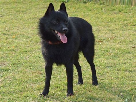 Schipperke Dog Breed - Pictures, Information, Temperament ...