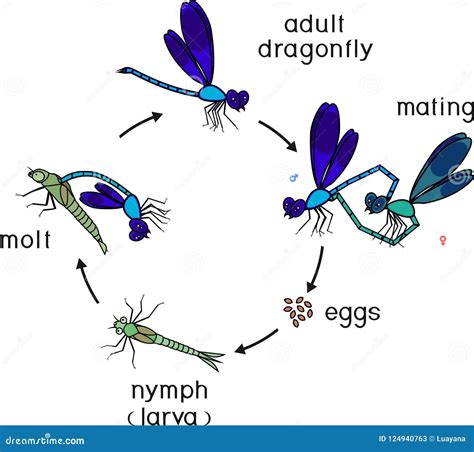 Life Cycle of Dragonfly. Sequence of Stages of Development of Dragonfly from Egg To Adult Insect ...