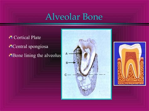 Alveolar bone