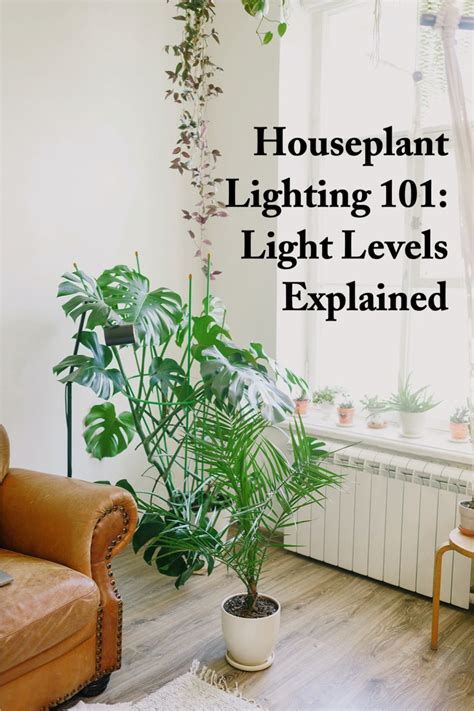 Houseplant lighting 101 Lighting 101, Plant Lighting, Types Of Lighting ...