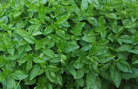 Basil - Advice From The Herb Lady