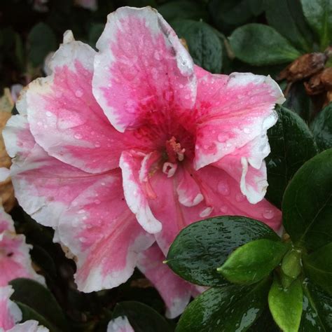 Rhododendron (Azalea Varieties), Azalea - uploaded by @kathy