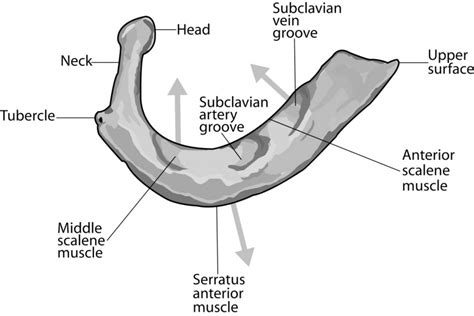 First Rib - Physiopedia