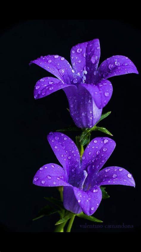 Best flowers Purple Flower Pictures, Dark Purple Flowers, Exotic Flowers, Colorful Flowers ...