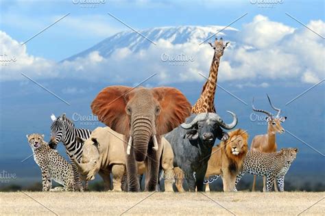 Collage of 100 photos of wildlife | Wild animals photography, African animals, Wild animals photos