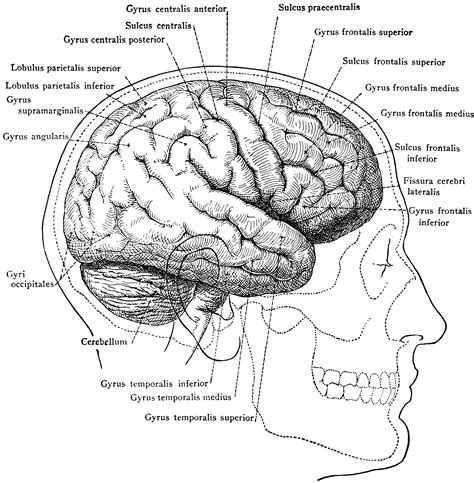 Brain in Relation to Skull and Face | ClipArt ETC