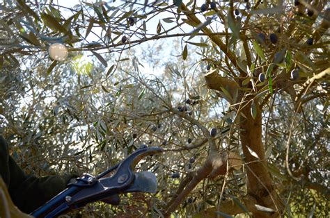 Pruning olive trees: “Without too much wood, the olives will be better and more”