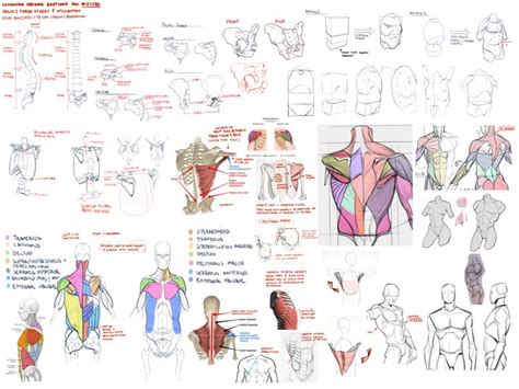 Pin de OJ en Kaycem Art cheat sheet | Anatomía