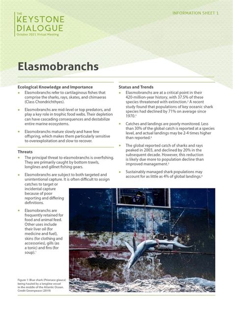 2021 Elasmobranchs | PDF | Elasmobranchii | Sharks