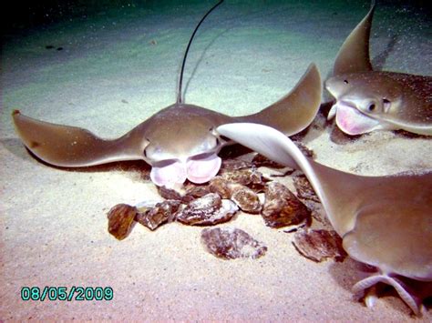 Cownose Stingray – "OCEAN TREASURES" Memorial Library