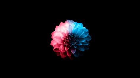 1600x900 Flower Oled Dark 5k Wallpaper,1600x900 Resolution HD 4k ...