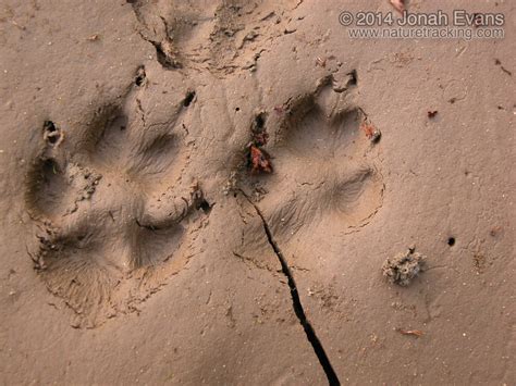 Mammal Tracks and Sign – NatureTracking