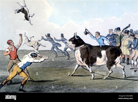 POPULAR AMUSEMENTS - Bull-baiting Coloured engraving of a dog being ...