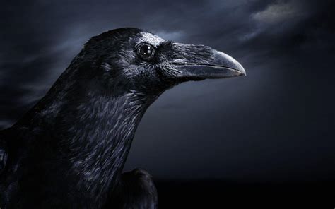 Raven Wallpapers - Wallpaper Cave