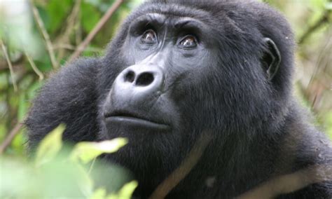 Facts About Eastern Lowland Gorillas | Kahuzi Biega National Park