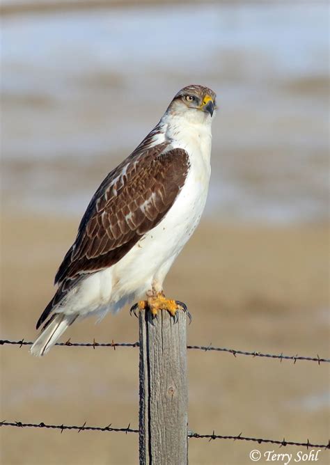 Ferruginous Hawk - South Dakota Birds and Birding