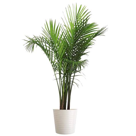 Pin on Best Artificial Plants