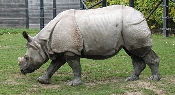 Indian Rhinoceros: Habitat, Facts & Conservation | Study.com