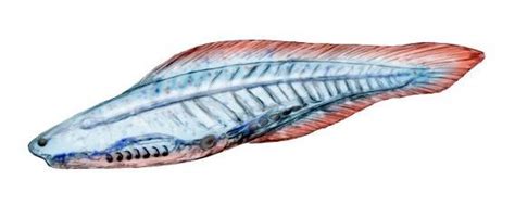 Haikouichthys ercaicunensis 耳材村海口魚 | Ancient animals, Vertebrates, Prehistoric animals