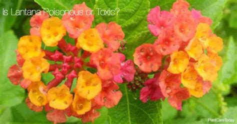 Is The Lantana Plant Poisonous Or Toxic? The Answer!