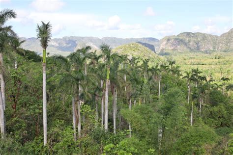 13 Seriously Great Things to Do in Viñales Cuba: Travel Guide – Chews to Explore