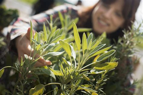 Sage Plant Care Guide – Growing Sage (Salvia) Herb – Gardendi