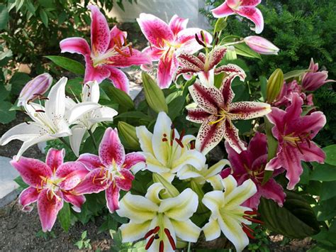 How to Grow and Care for Oriental Lilies - World of Flowering Plants