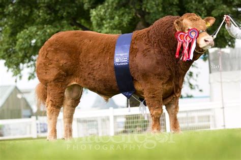 Royal Highland Show - Cattle Champions - MacGregor Photography | Show cattle, Cattle, Limousin bull