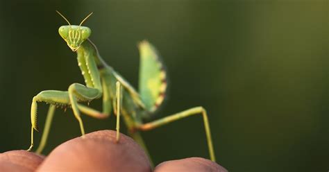 What Does a Praying Mantis Bite Feel Like