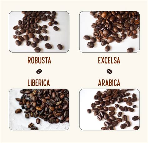 4 Types of Coffee Beans: Profiles, Pictures & More | Coffee Affection