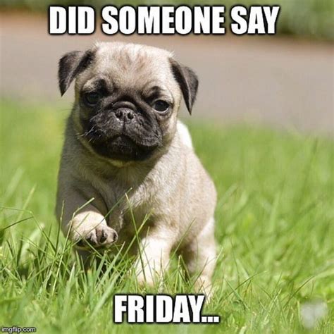 101 Lovable Pug Memes That Are Too Puggin' Cute