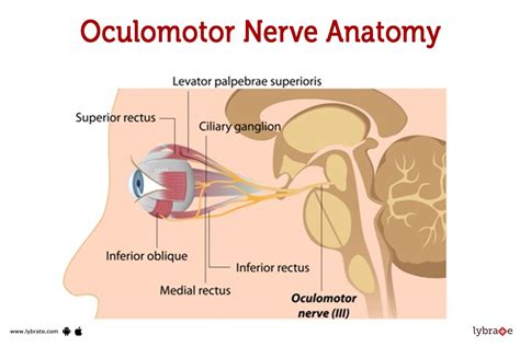 Oculomotor (Human Anatomy): Image, Functions, Diseases and Treatments