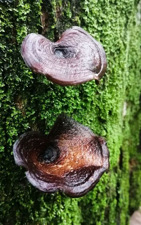 Mushroom Growth Medium With Mycelium And Fungal Spores, Macro ...