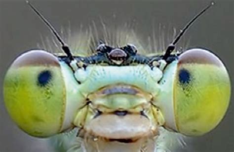Dragonflies Lack 'Smell Center,' but Can Still Smell | Science | AAAS