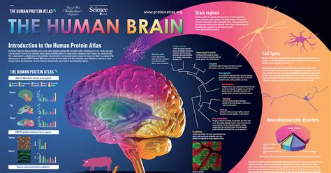 Infographic : The Human Protein Atlas