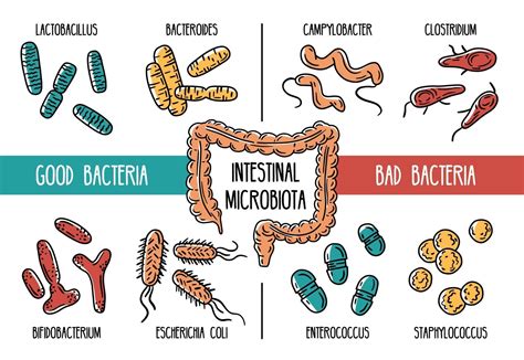 Vector infographics of the human gut microbiota 3145628 Vector Art at ...