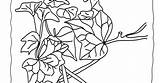 Ivy Plant Coloring Pages sketch template