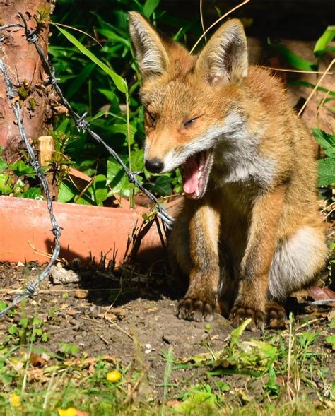 A vixen and her cubs - gallery - Chiswick Calendar Features