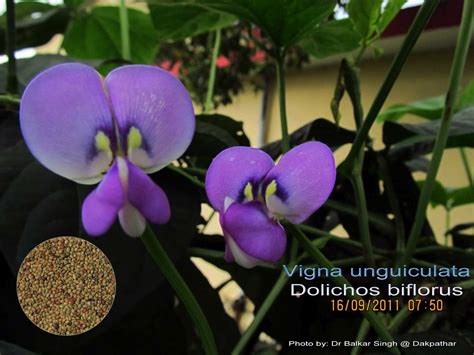 Medicinal Plants: Vigna unguiculata, Dolichos biflorus Kollu, Ulavalu ...